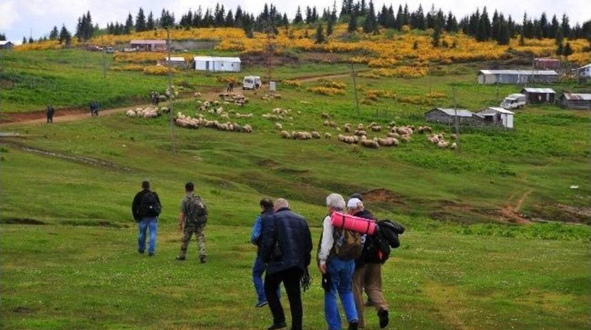 Giresun'da Doğacılardan Yayla G&ouml;&ccedil;&uuml; Y&uuml;r&uuml;y&uuml;ş&uuml;