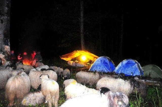 Giresun'da Doğacılardan Yayla Göçü Yürüyüşü