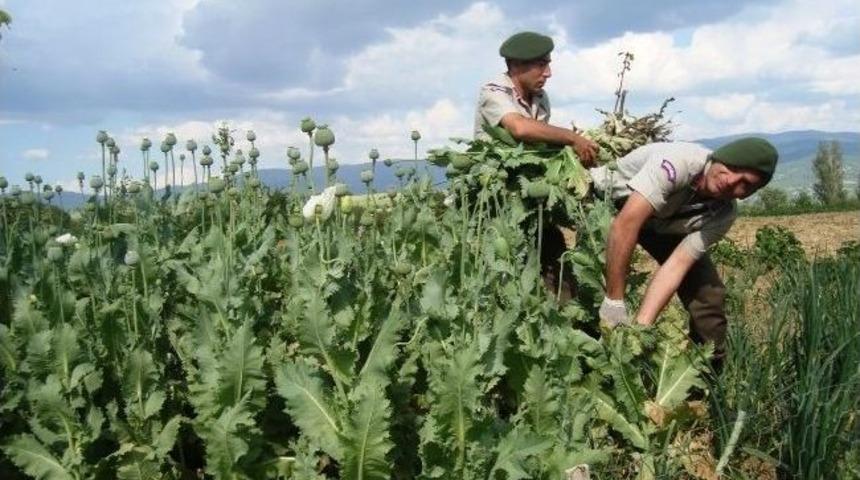 Hisarcık&rsquo;ta 846 K&ouml;k Ka&ccedil;ak Ekilmiş Haşhaş Bitkisi Ele Ge&ccedil;irildi