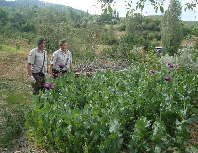 Hisarcık’ta 846 Kök Kaçak Ekilmiş Haşhaş Bitkisi Ele Geçirildi