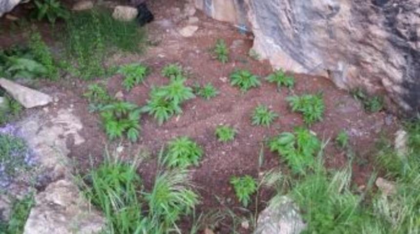 Mezitli&rsquo;de Kenevir Operasyonu