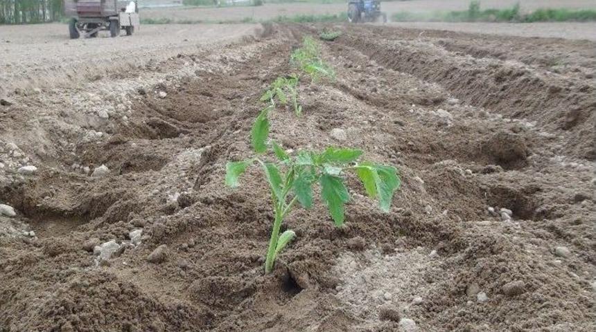 Bitlis&rsquo;te Sebze Ekimleri Başladı