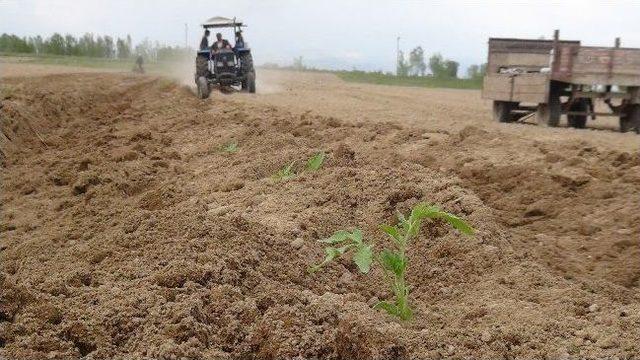 Bitlis’te Sebze Ekimleri Başladı