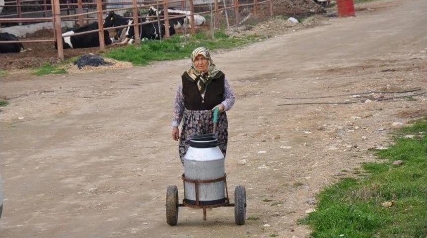 2014 Yılı S&uuml;t Destekleme Birim Fiyatları A&ccedil;ıklandı