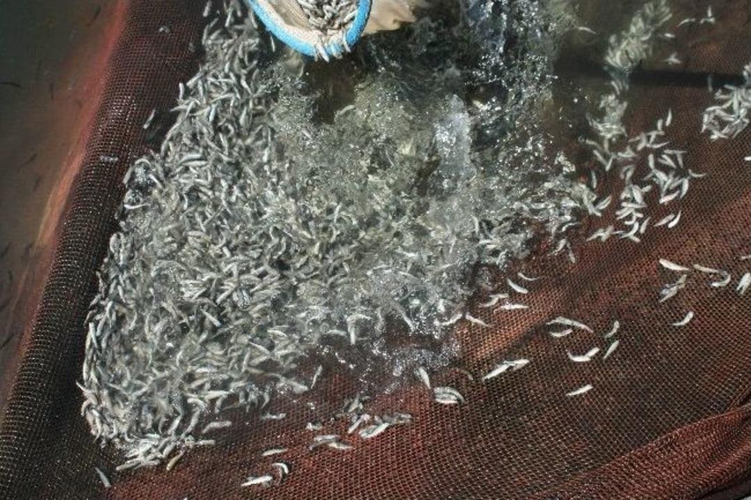 Kuraklık Alabalığı &Ouml;ld&uuml;rmeye Başladı