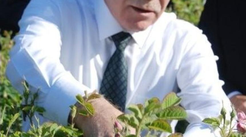 Mehmet Ali Şahin Isparta G&uuml;l&uuml; Topladı