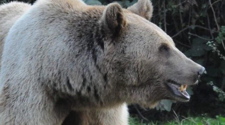 Kış Uykusundan Uyanan Ayılar İnsanlar İ&ccedil;in Tehlike Oluşturuyor