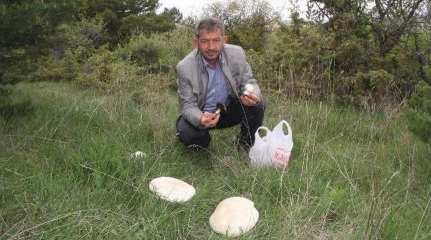 Mantar Zehirlenmelerine Dikkat