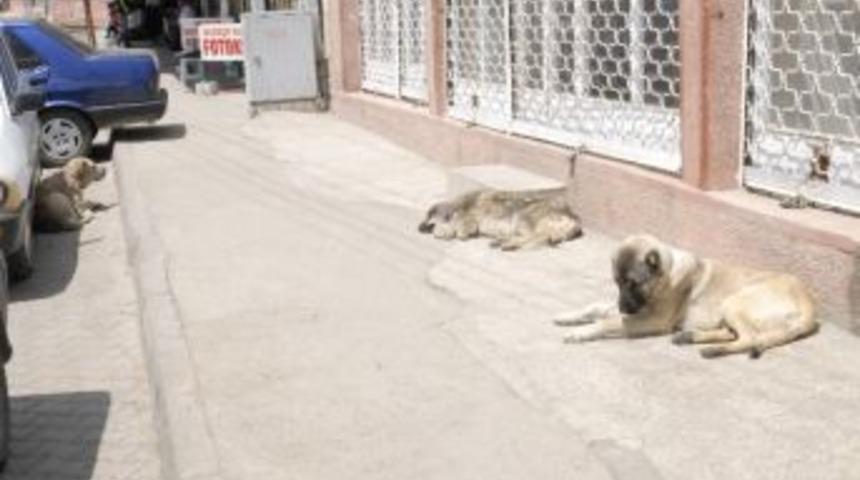 Başıboş Gezen K&ouml;pekler Vatandaşları Tedirgin Ediyor