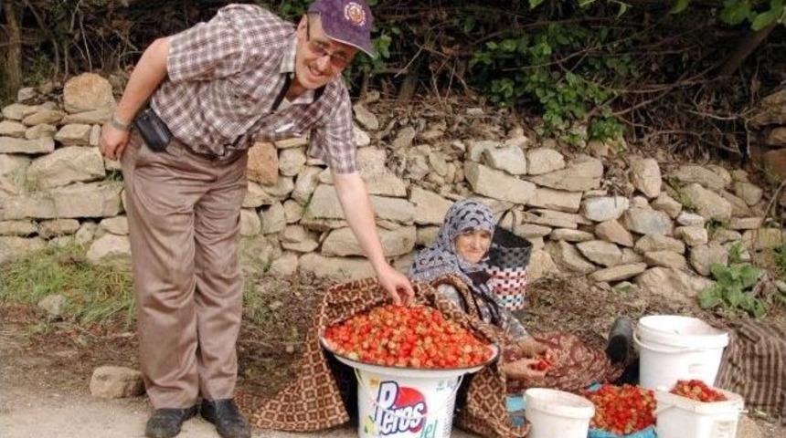 Demirci&ouml;ren &Ccedil;ilek Festivali 15 Haziran&rsquo;da