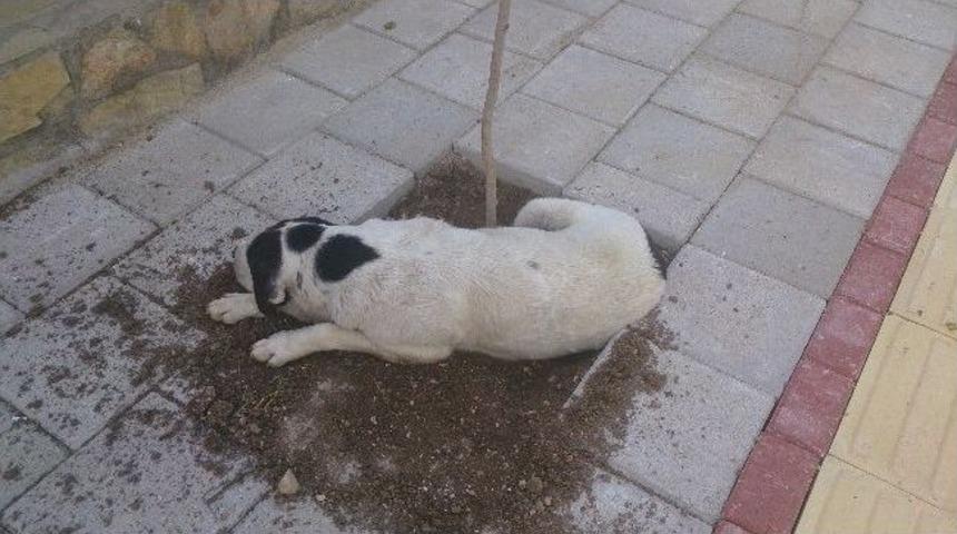 Betonlaşma Sokak Hayvanlarını Vuruyor