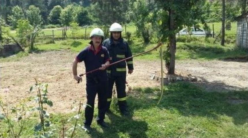 Buzdolabının Arkasından Yılan &Ccedil;ıktı