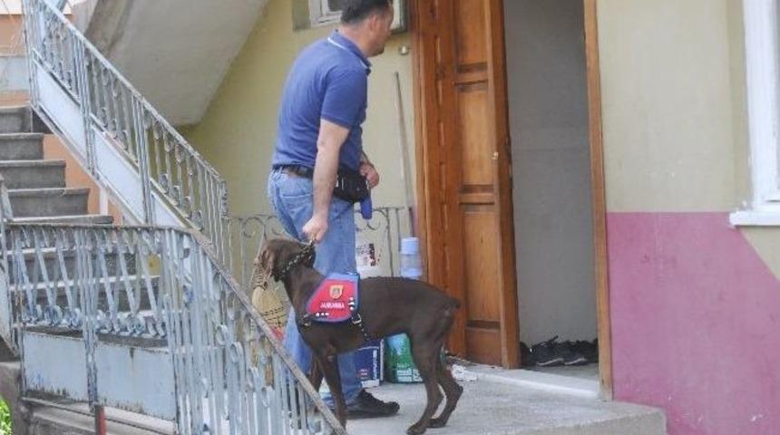 Jandarmadan Uyuşturucu Baskını