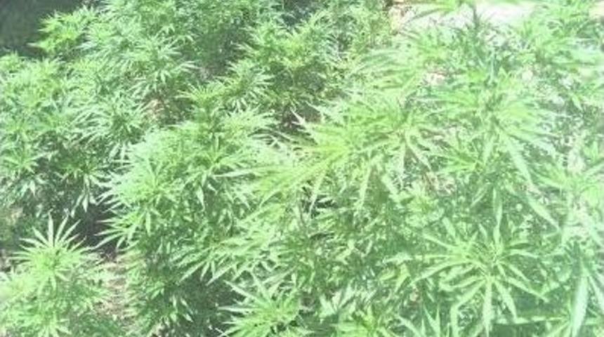 G&ouml;lpazarı'nda Uyuşturucu Operasyonu