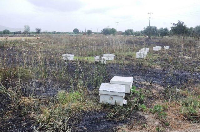 Kopan Elektrik Teli Buğday Tarlasını Ve Kovanları Yaktı