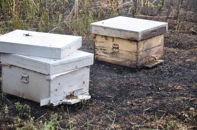 Kopan Elektrik Teli Buğday Tarlasını Ve Kovanları Yaktı