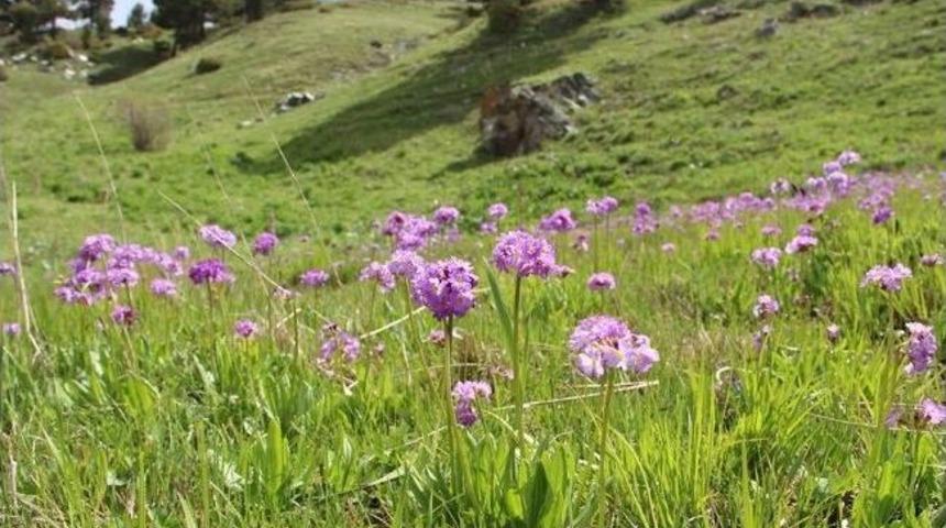 Harikalar Diyarı Kırdağ