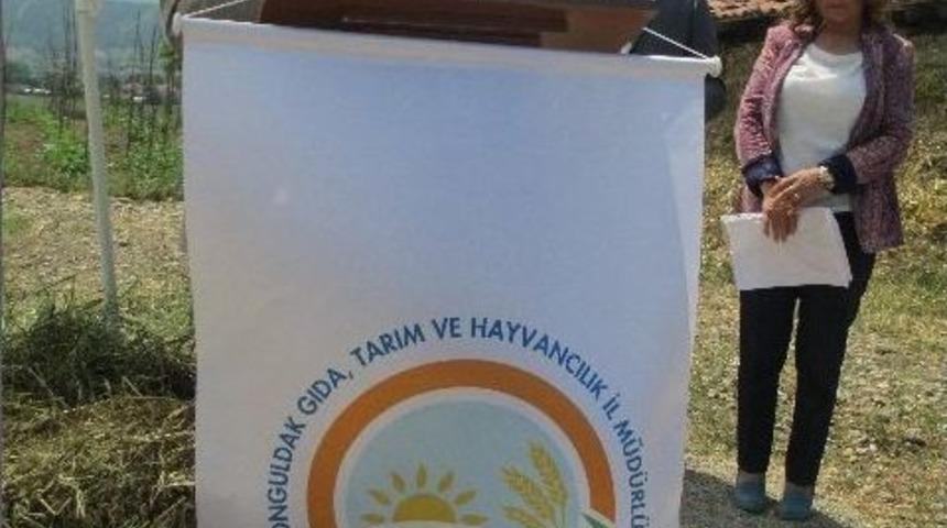 (&ouml;zel Haber) Zonguldak&rsquo;ta Yapay &Ccedil;ayır Mera A&ccedil;ılışı Yapıldı