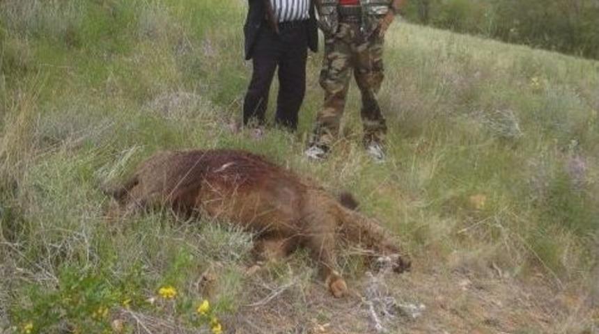 Karaman&rsquo;da S&uuml;rek Avı D&uuml;zenlendi