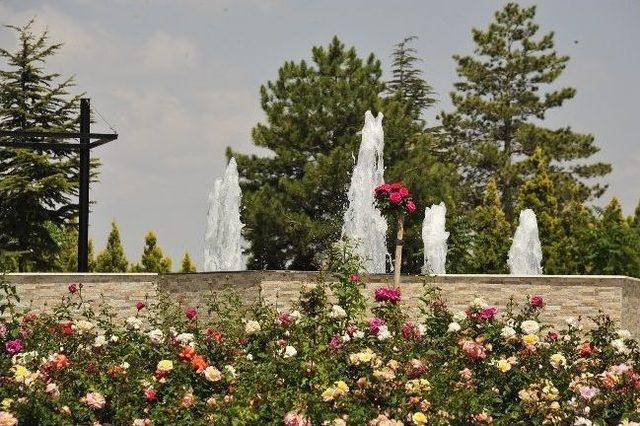 Karaman Şehir Mezarlığında Gül Bahçesi