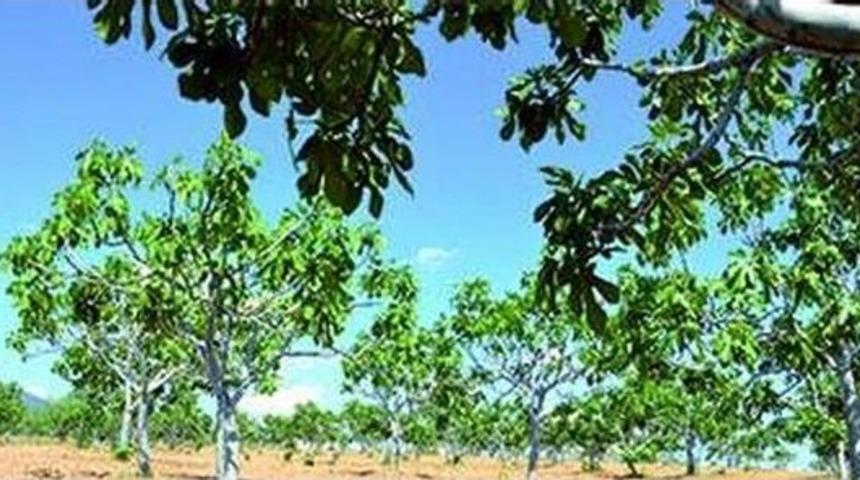 Aydın&rsquo;da İncir Yetiştiricileri Hazırlıklara Başladı