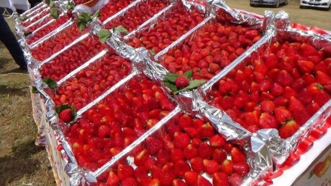 T&uuml;t&uuml;n&uuml;n Alternatifi &Ccedil;ilek &Uuml;reticiyi G&uuml;ld&uuml;rd&uuml;