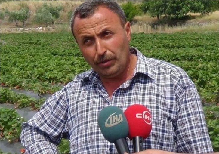 Tütünün Alternatifi Çilek Üreticiyi Güldürdü G4