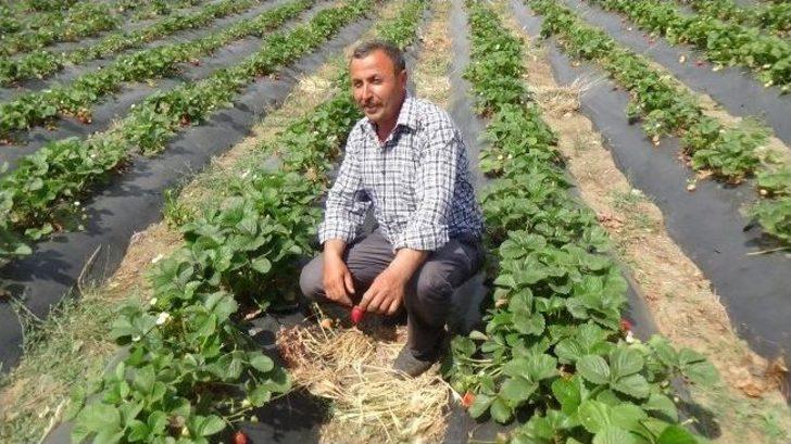 Tütünün Alternatifi Çilek Üreticiyi Güldürdü G5
