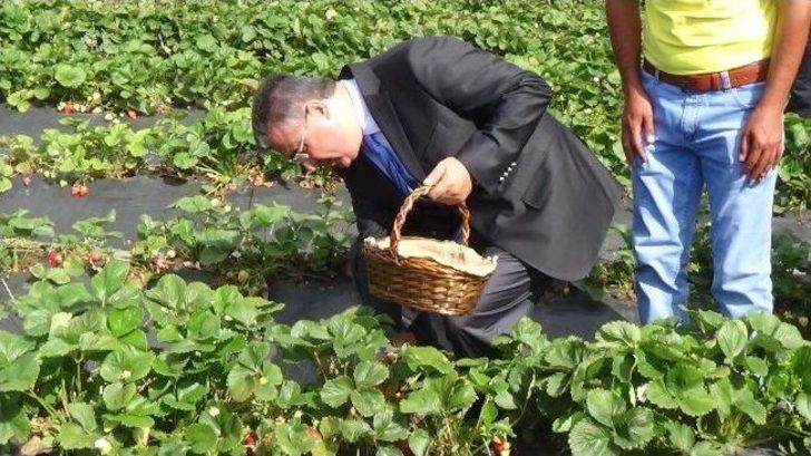 Tütünün Alternatifi Çilek Üreticiyi Güldürdü G1