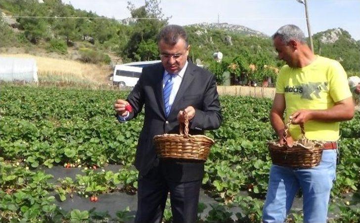 Tütünün Alternatifi Çilek Üreticiyi Güldürdü G2