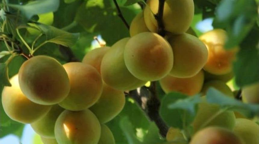 Mut Kayısı K&uuml;lt&uuml;r Ve Sanat Festivali'ne Doğru