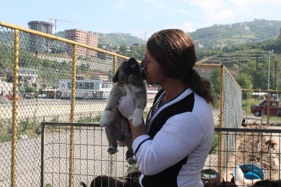 Her Şey K&ouml;peğinin Bir Ara&ccedil; Tarafından Ezilmesi İle Başladı