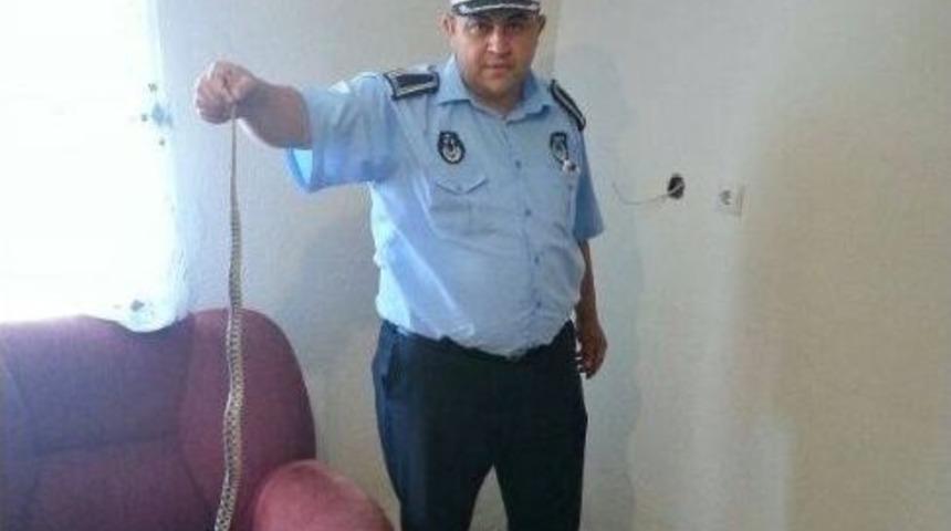 Denizli'de Zabıtadan Yılan Operasyonu