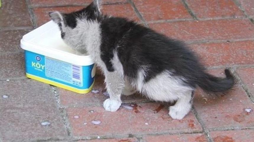 &Ccedil;atıda Mahsur Kalan Tekir Kurtarıldı