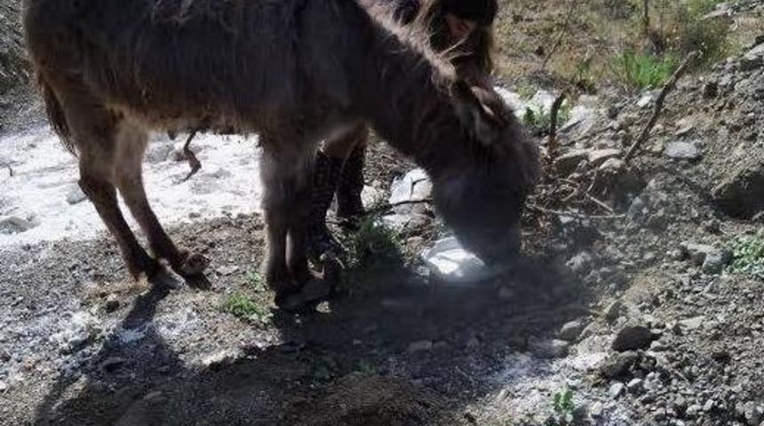 Eşeğe Hayvan Severler Sahip &Ccedil;ıktı
