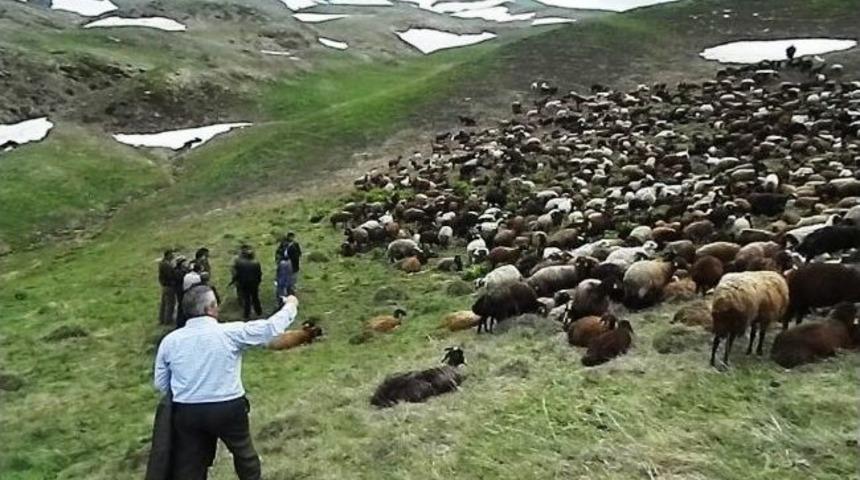 Ka&ccedil;ak Koyun S&uuml;r&uuml;leri Posof Halkını Ayaklandırdı