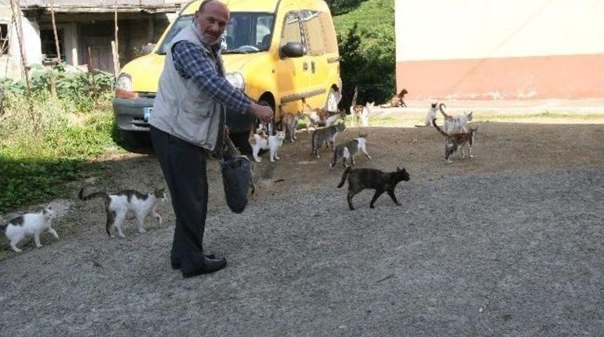 Rizeli İsmail Dede Evinin Bah&ccedil;esinde 20 Kedi Bakıyor