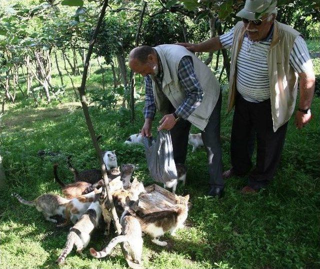 Rizeli İsmail Dede Evinin Bahçesinde 20 Kedi Bakıyor