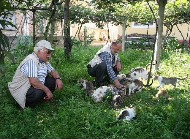 Rizeli İsmail Dede Evinin Bahçesinde 20 Kedi Bakıyor