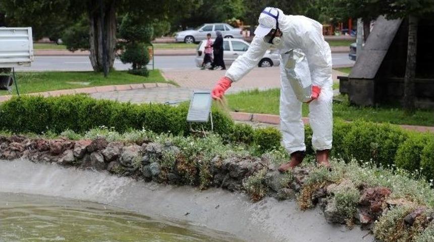 Talas'ta Haşeratla M&uuml;cadele