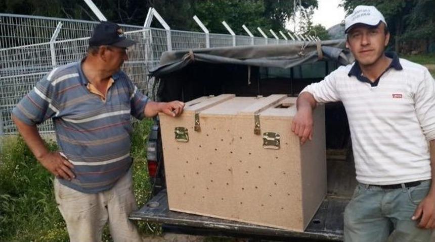 Yaralı Bulunan Yavru Ayı Emin Ellerde