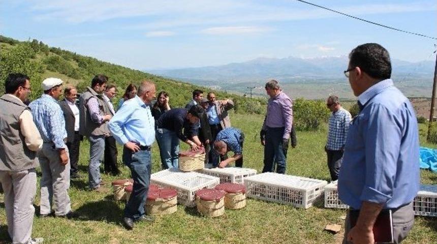 G&uuml;m&uuml;şhane&rsquo;de Doğaya Keklik Salındı