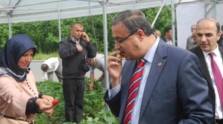 İkincilik Meyvelerini Verdi