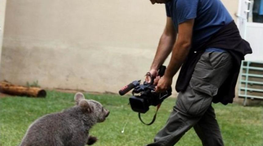 Yavru Ayı Şanslı Ger&ccedil;ek Yuvasına G&ouml;nderildi