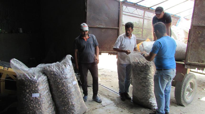 Sandıklı'da 1200 ton haşhaş kapsülü alımı bekleniyor