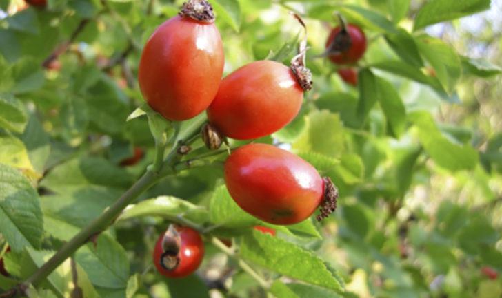 Yabangülü meyvesi kuşburnu C vitamini kaynağı!