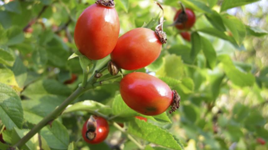 Yabang&uuml;l&uuml; meyvesi kuşburnu C vitamini kaynağı!