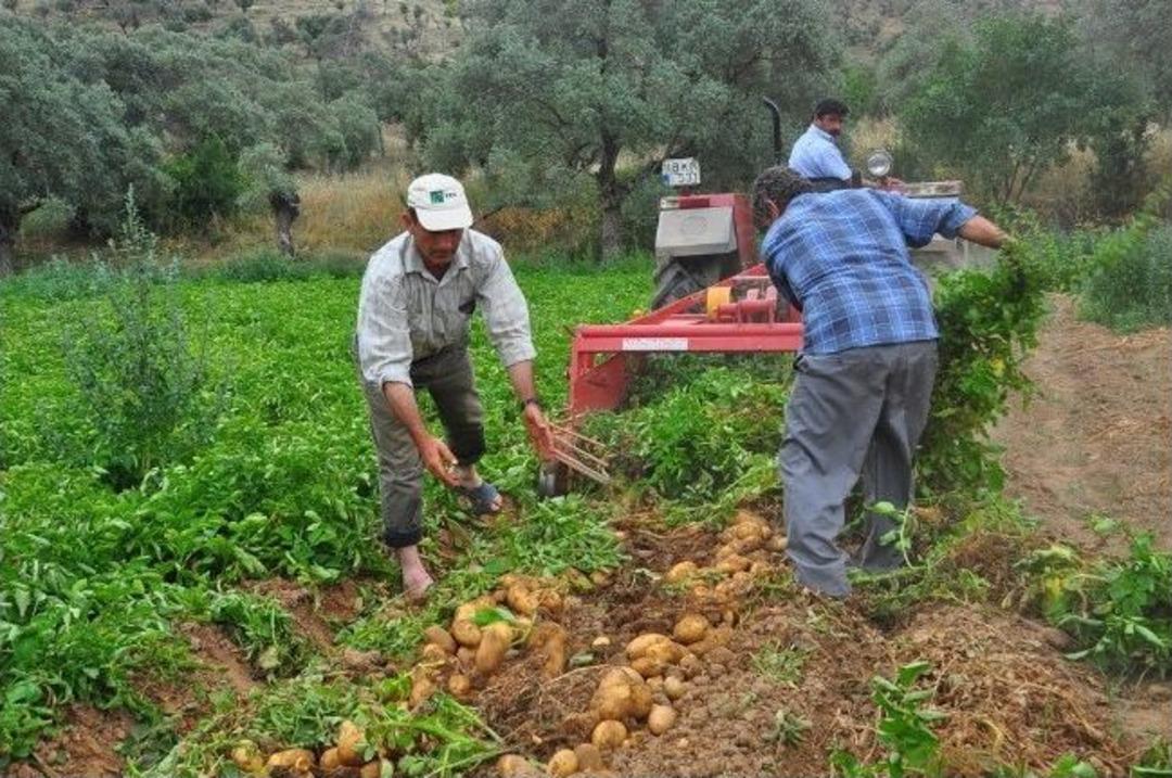 Milas'ta &Ccedil;ift&ccedil;inin Yeni Alternatifi: Patates