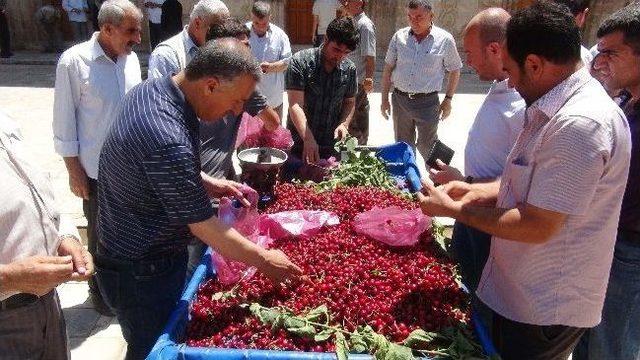 Mardin Yeni Mahsul Kirazı Görücüye Çıktı