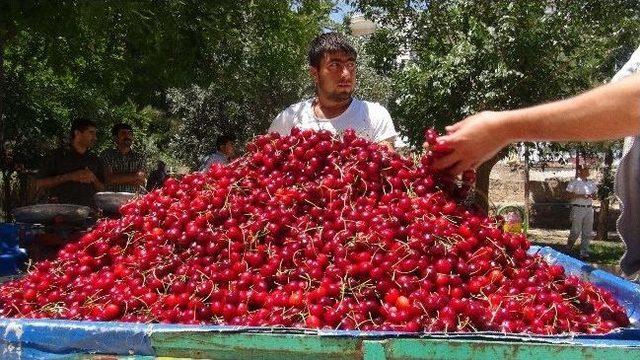 Mardin Yeni Mahsul Kirazı Görücüye Çıktı